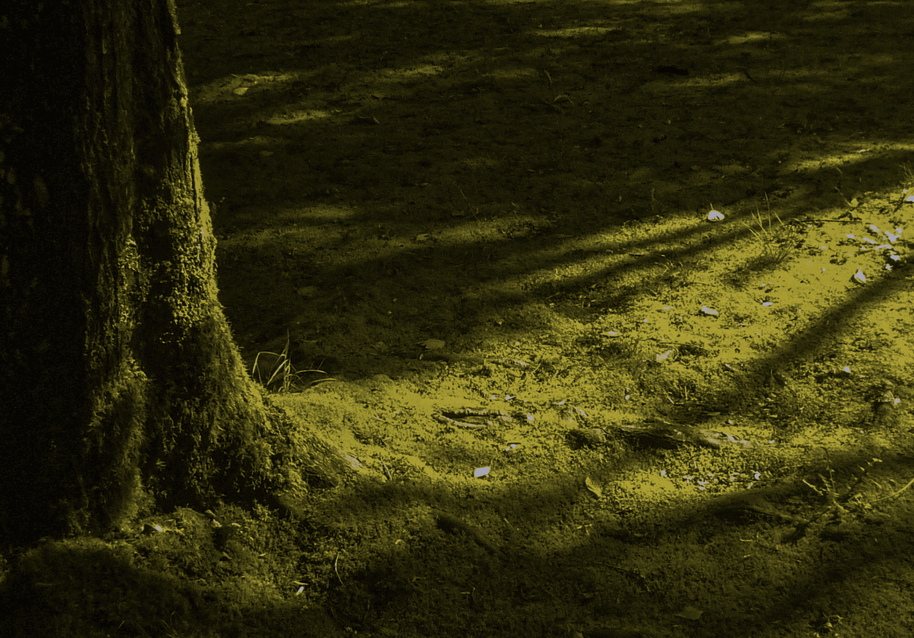 Bosque Valdiviano.