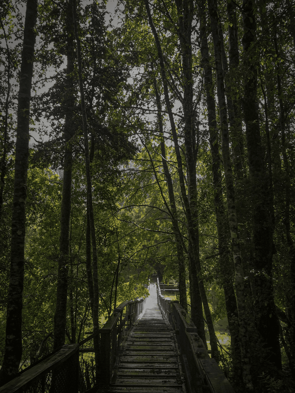 Bosque Valdiviano.