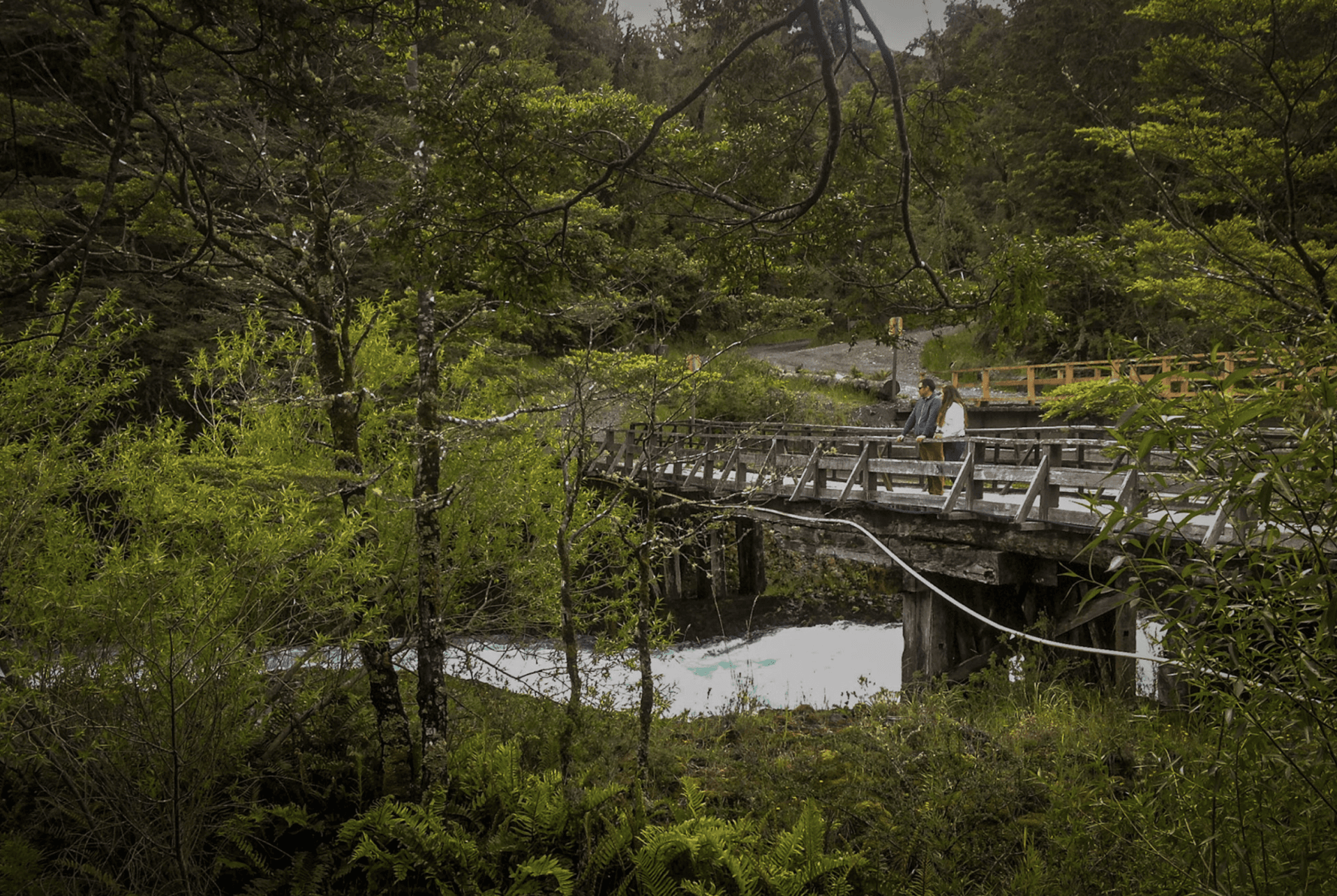 Bosque Valdiviano.