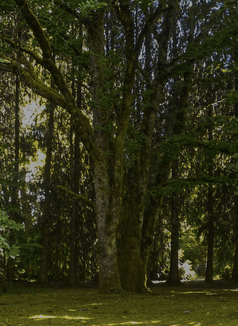 Bosque Valdiviano.